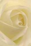 This intimate snapshot invites you to experience the very heart of a cream-white rose, as if sheltered inside its softly unfolding petals in a quiet Golders Green florist's workspace. The silky layers spiral inward with patience and grace, every touch of light revealing gentle ivory and creamy hues, their subtle variations highlighted by the dewy freshness unique to blooms sourced locally. Shadowed creases add depth and a quiet sense of drama, echoing the tranquil mood of early mornings near the Golders Green tube station, when the city barely stirs. The sense of peace radiating from this blossom is profound-reverent and calm, making it a timeless symbol for sympathy or admiration. One can almost sense the faint, sweet perfume intermingling with the crisp North London air. Crafted with care by a skilled local florist, every petal celebrates not only the beauty of the rose but the thoughtful emotional artistry behind each arrangement, perfect for life's new beginnings or moments of reflection in Golders Green.